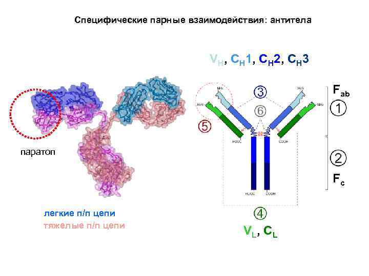 Специфические парные взаимодействия: антитела VH, CH 1, CH 2, CH 3 Fab паратоп Fc