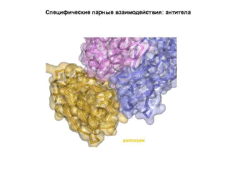 Специфические парные взаимодействия: антитела антиген 
