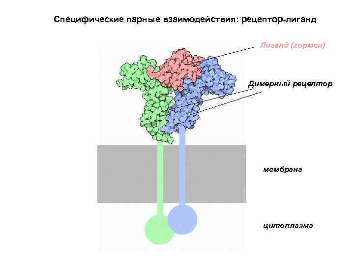 Специфические парные взаимодействия: рецептор-лиганд Лиганд (гормон) Димерный рецептор мембрана цитоплазма 