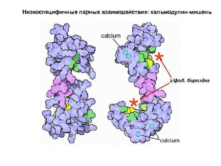 Белково белковые взаимодействия. Белок-белковые взаимодействия. Белок белковое взаимодействие биохимия. Белок белковое взаимодействие схема. Белок-белковые взаимодействия са и кальмодулин.