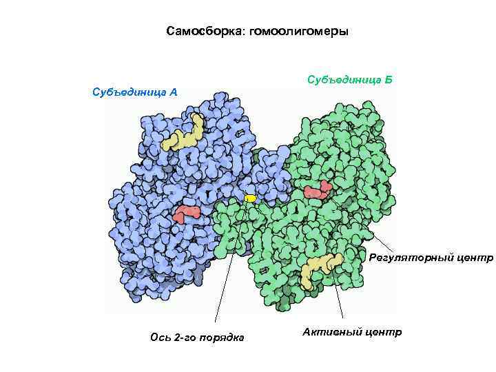 Самосборка: гомоолигомеры Субъединица Б Субъединица А Регуляторный центр Ось 2 -го порядка Активный центр