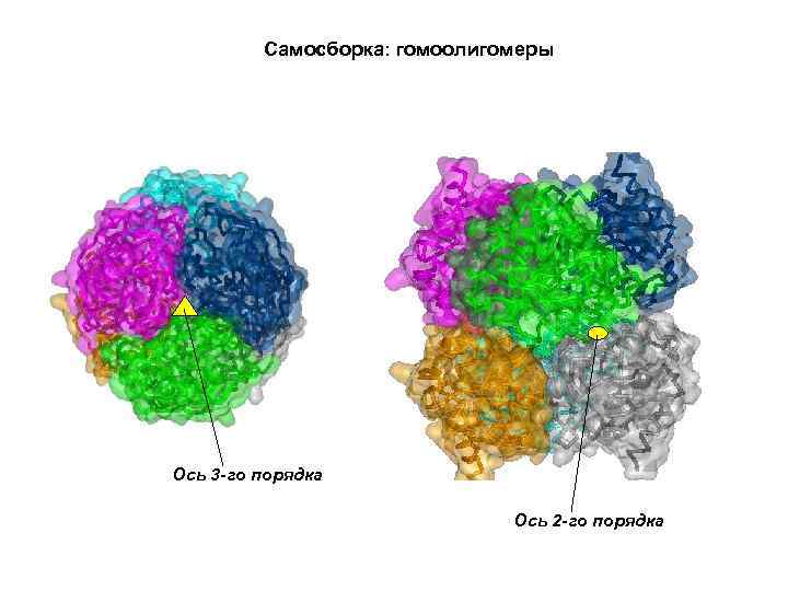 Самосборка: гомоолигомеры Ось 3 -го порядка Ось 2 -го порядка 