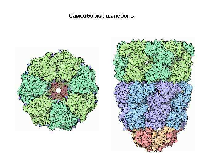 Масштаб в биологии картинки