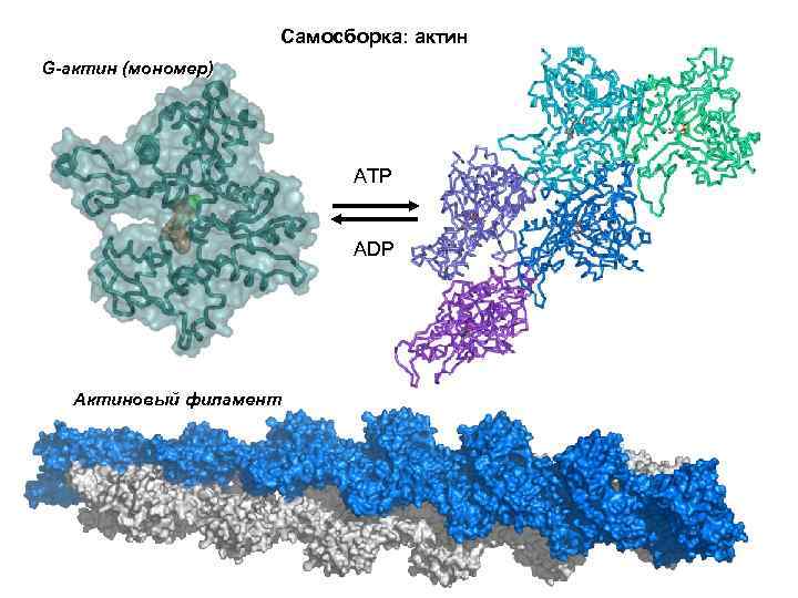 Самосборка: актин G-актин (мономер) АТР АDР Актиновый филамент 