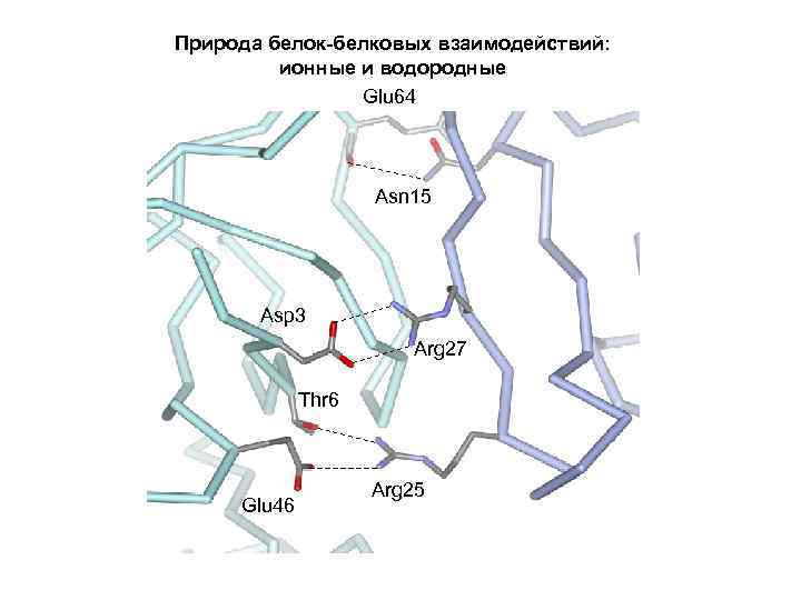 Природа белок-белковых взаимодействий: ионные и водородные Glu 64 Asn 15 Asp 3 Arg 27