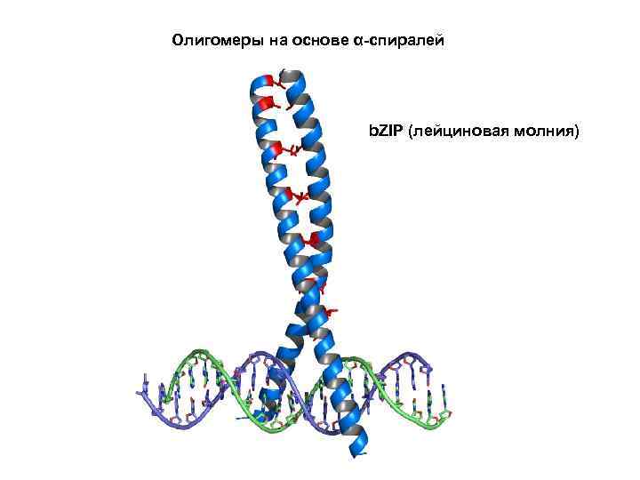 Олигомеры на основе α-спиралей b. ZIP (лейциновая молния) 