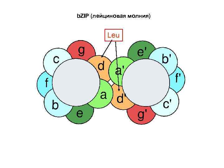 b. ZIP (лейциновая молния) Leu 