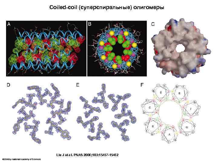 Coiled-coil (суперспиральные) олигомеры Liu J et al. PNAS 2006; 103: 15457 -15462 © 2006