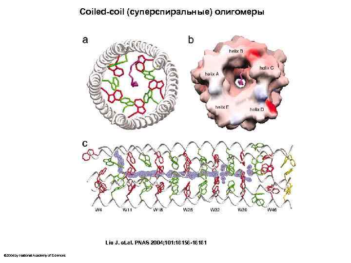 Coiled-coil (суперспиральные) олигомеры Liu J. et. al. PNAS 2004; 101: 16156 -16161 © 2004