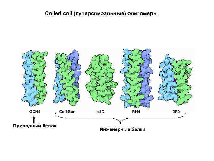 Coiled-coil (суперспиральные) олигомеры Природный белок Инженерные белки 