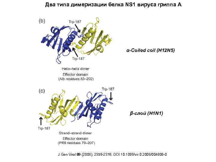 Два типа димеризации белка NS 1 вируса гриппа А α-Coiled coil (H 12 N