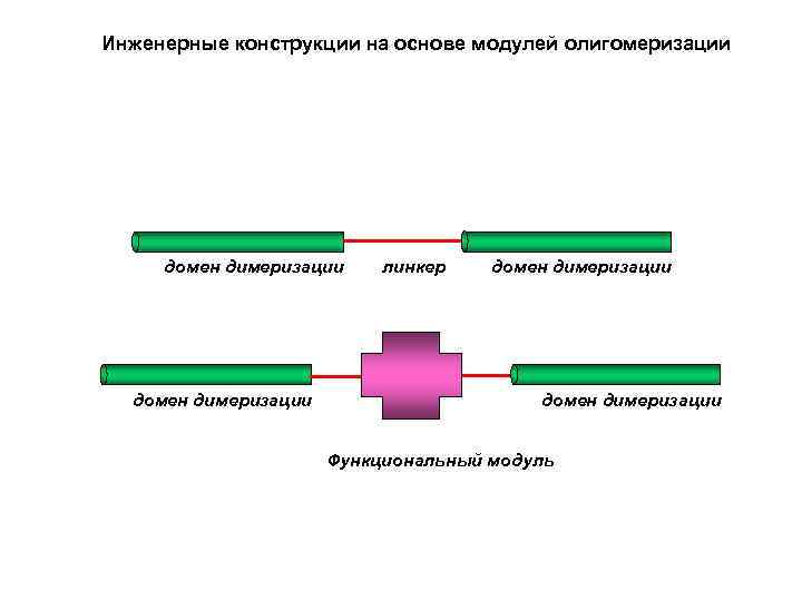 Инженерные конструкции на основе модулей олигомеризации домен димеризации линкер домен димеризации Функциональный модуль 