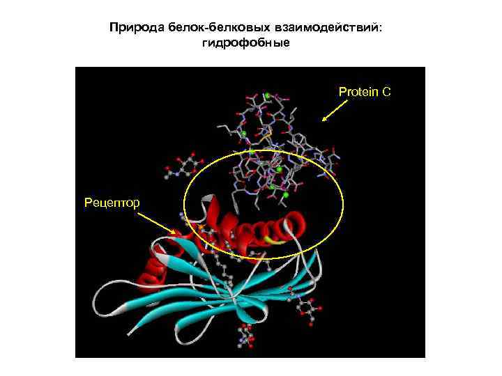 Взаимодействие белка. Белок-белковые взаимодействия ферментов. Взаимодействие белок белок ферменты. Механизм белок белкового взаимодействия. Активация путем белок белковых взаимодействий.