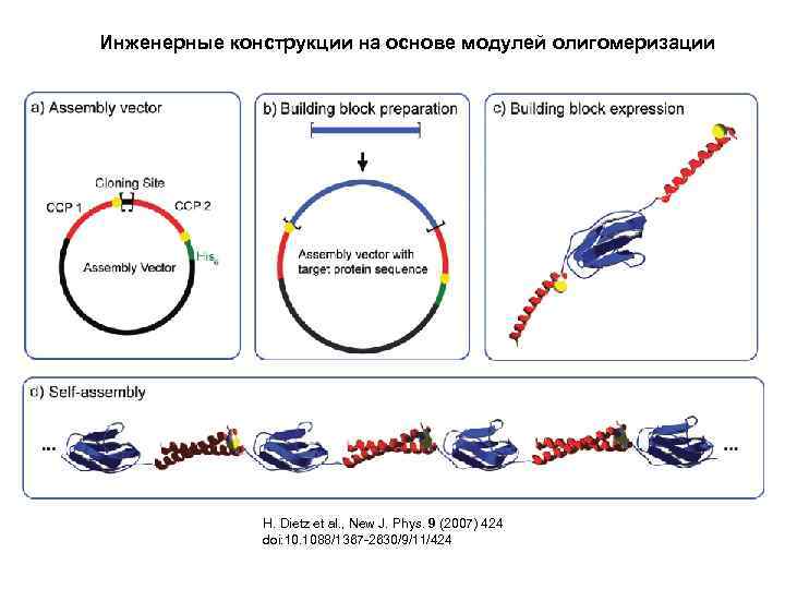 Инженерные конструкции на основе модулей олигомеризации H. Dietz et al. , New J. Phys.