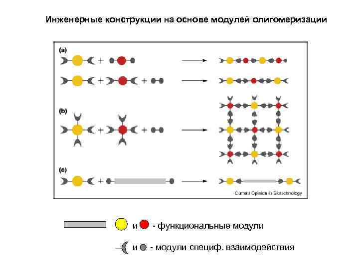 Инженерные конструкции на основе модулей олигомеризации и - функциональные модули и - модули специф.