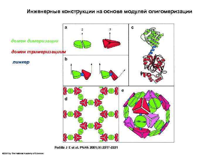 Инженерные конструкции на основе модулей олигомеризации домен димеризации домен тримеризациим линкер Padilla J E