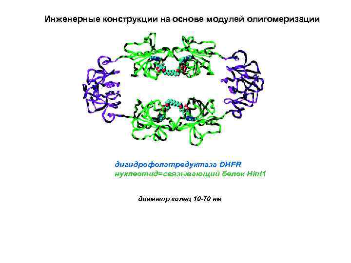 Инженерные конструкции на основе модулей олигомеризации дигидрофолатредуктаза DHFR нуклеотид=связывающий белок Hint 1 диаметр колец