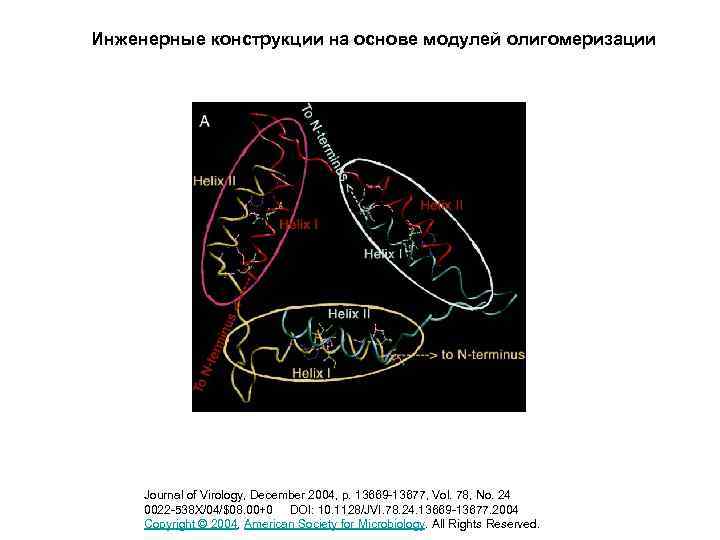 Инженерные конструкции на основе модулей олигомеризации Journal of Virology, December 2004, p. 13669 -13677,