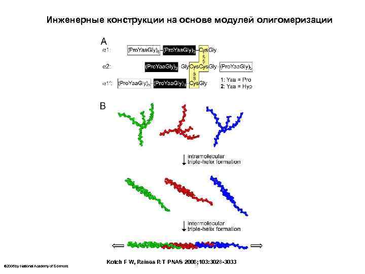 Инженерные конструкции на основе модулей олигомеризации © 2006 by National Academy of Sciences Kotch