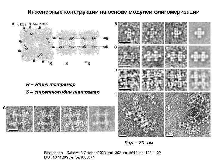 Инженерные конструкции на основе модулей олигомеризации R – Rhu. A тетрамер S – стрептавидин