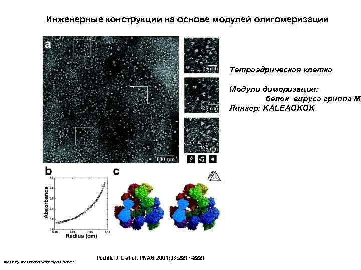 Инженерные конструкции на основе модулей олигомеризации Тетраэдрическая клетка Модули димеризации: белок вируса гриппа М