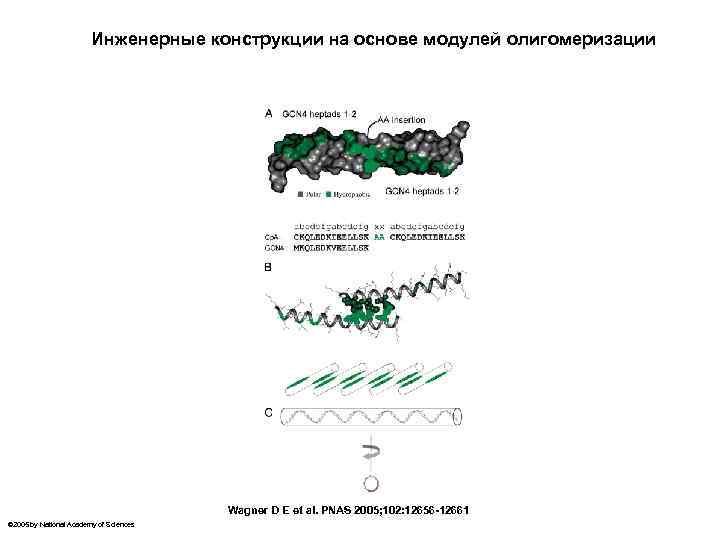 Инженерные конструкции на основе модулей олигомеризации Wagner D E et al. PNAS 2005; 102: