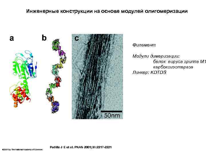 Инженерные конструкции на основе модулей олигомеризации Филамент Модули димеризации: белок вируса гриппа М 1