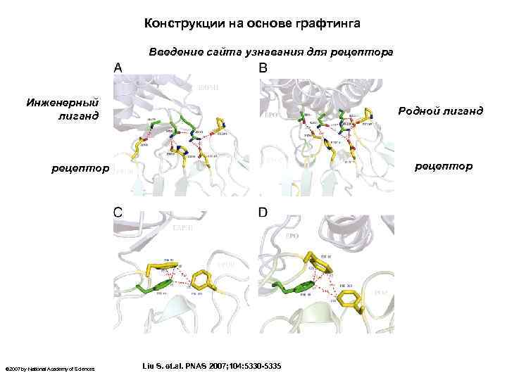 Конструкции на основе графтинга Введение сайта узнавания для рецептора Инженерный лиганд Родной лиганд рецептор