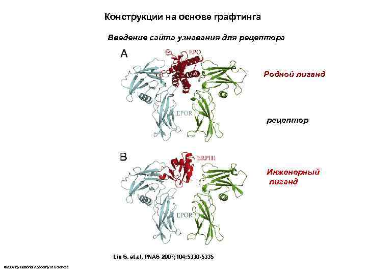 Конструкции на основе графтинга Введение сайта узнавания для рецептора Родной лиганд рецептор Инженерный лиганд