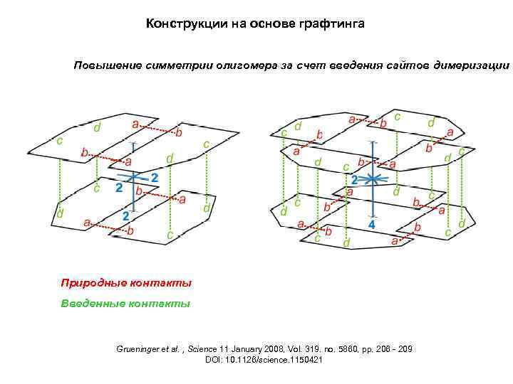 Конструкции на основе графтинга Повышение симметрии олигомера за счет введения сайтов димеризации Природные контакты