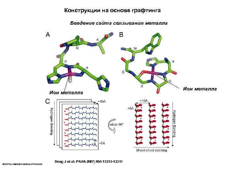 Конструкции на основе графтинга Введение сайта связывания металла Ион металла © 2007 by National