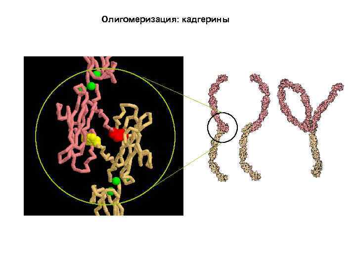 Олигомеризация: кадгерины 