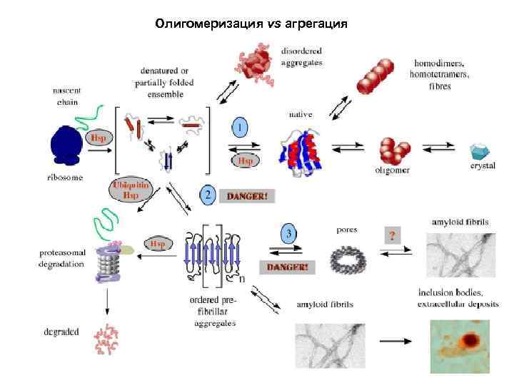 Олигомеризация vs агрегация 