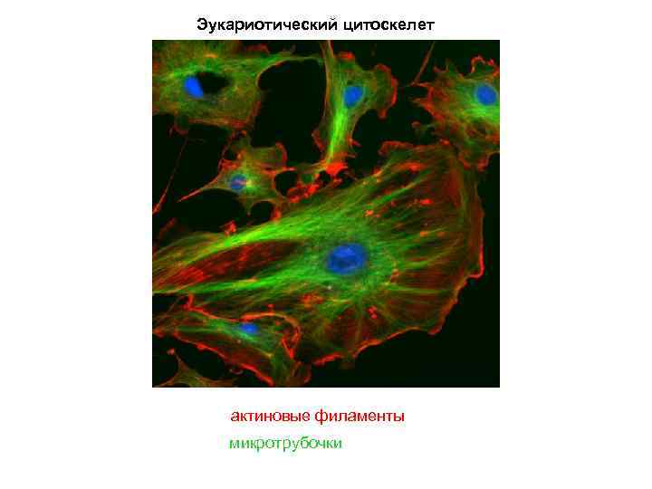 Эукариотический цитоскелет актиновые филаменты микротрубочки 