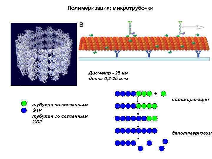 Полимеризация: микротрубочки Диаметр - 25 нм длина 0, 2 -25 мкм + полимеризация тубулин