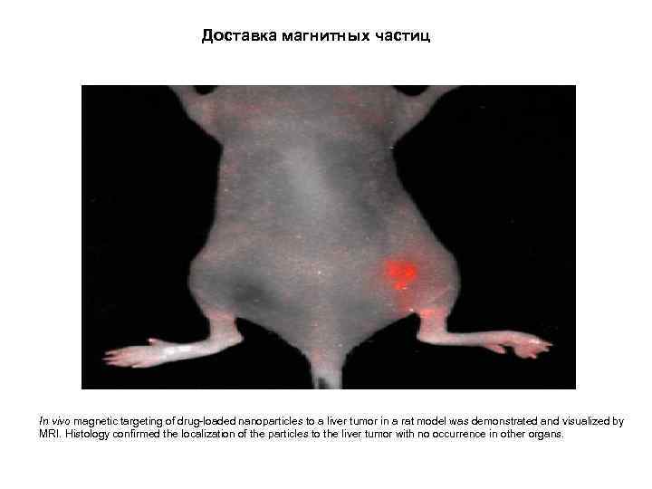 Доставка магнитных частиц In vivo magnetic targeting of drug-loaded nanoparticles to a liver tumor