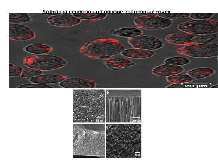 Доставка сенсоров на основе квантовых точек 