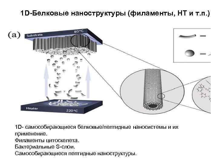 1 D-Белковые наноструктуры (филаменты, НТ и т. п. ) 1 D- самособирающиеся белковые/пептидные наносистемы