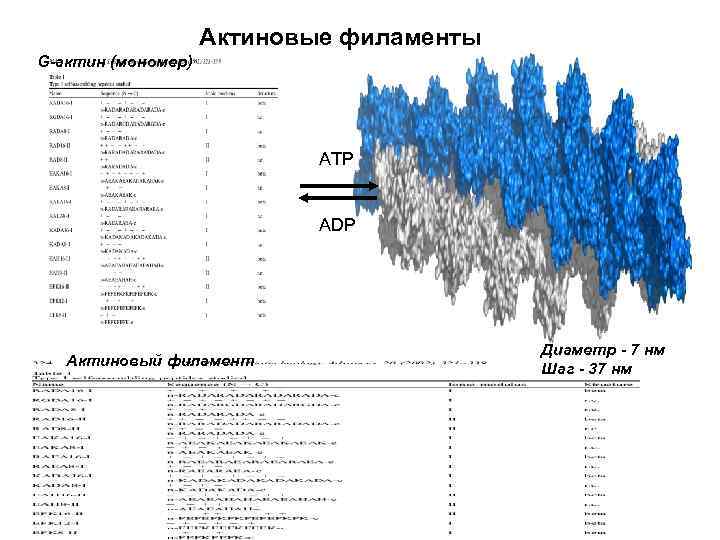 Актиновые филаменты G-актин (мономер) АТР АDР Актиновый филамент Диаметр - 7 нм Шаг -