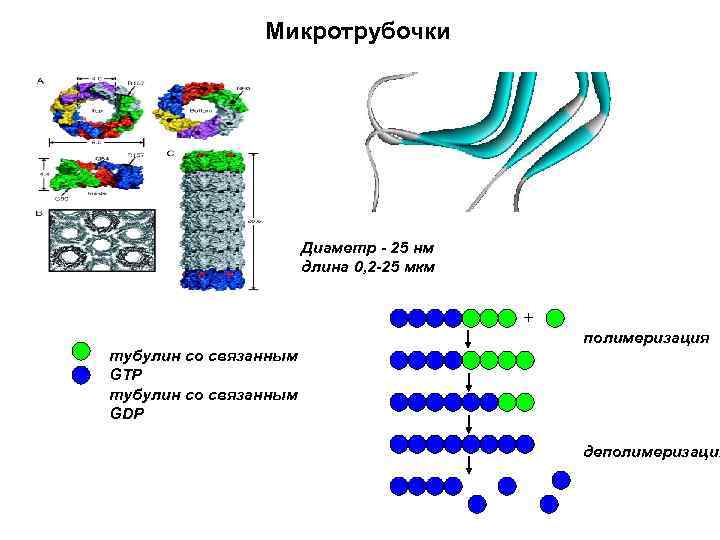 Микротрубочки Диаметр - 25 нм длина 0, 2 -25 мкм + полимеризация тубулин со