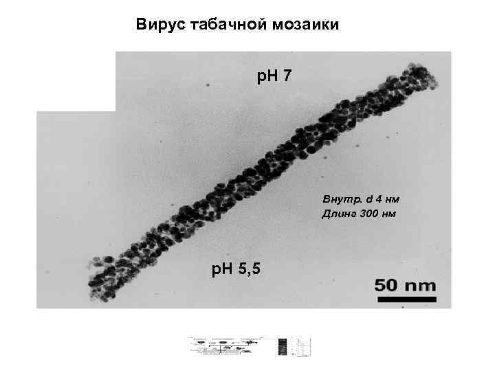 Вирус табачной мозаики р. Н 7 Внутр. d 4 нм Длина 300 нм р.