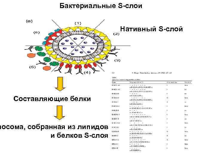 Бактериальные S-слои Нативный S-слой Составляющие белки посома, собранная из липидов и белков S-слоя 