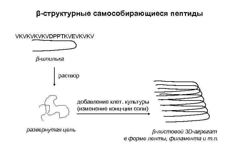 β-структурные самособирающиеся пептиды VKVKVDPPTKVEVKVKV β-шпилька раствор добавление клет. культуры (изменение конц-ции соли) развернутая цепь