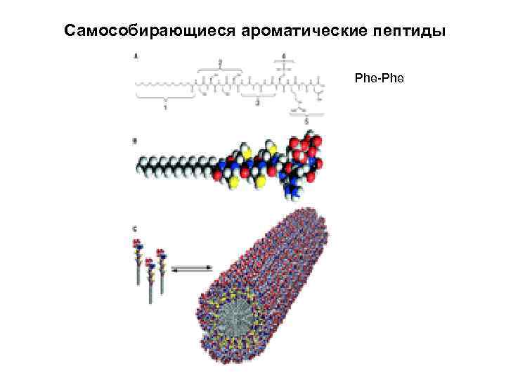 Самособирающиеся ароматические пептиды Phe-Phe 