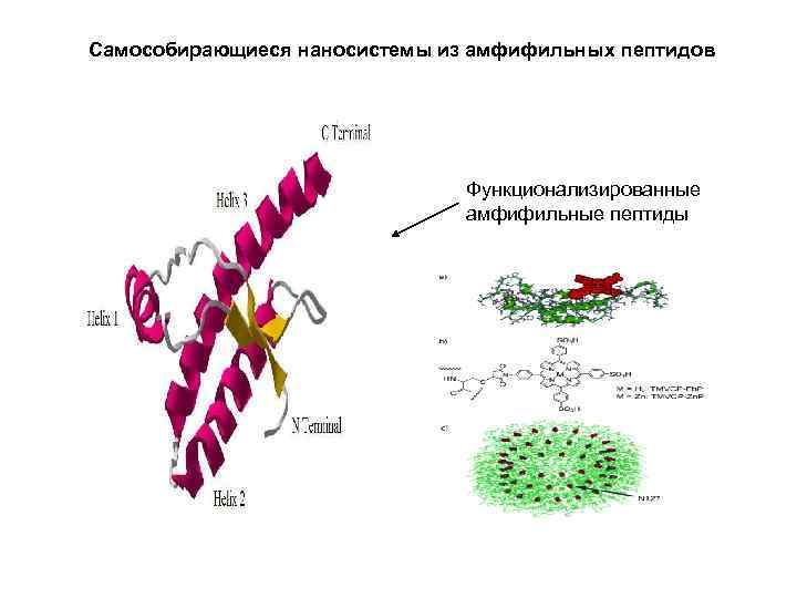 Самособирающиеся наносистемы из амфифильных пептидов Функционализированные амфифильные пептиды 