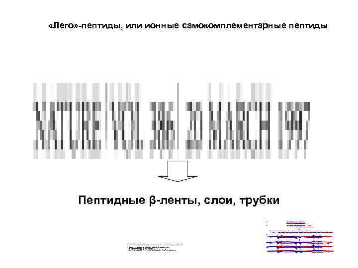  «Лего» -пептиды, или ионные самокомплементарные пептиды Пептидные β-ленты, слои, трубки 