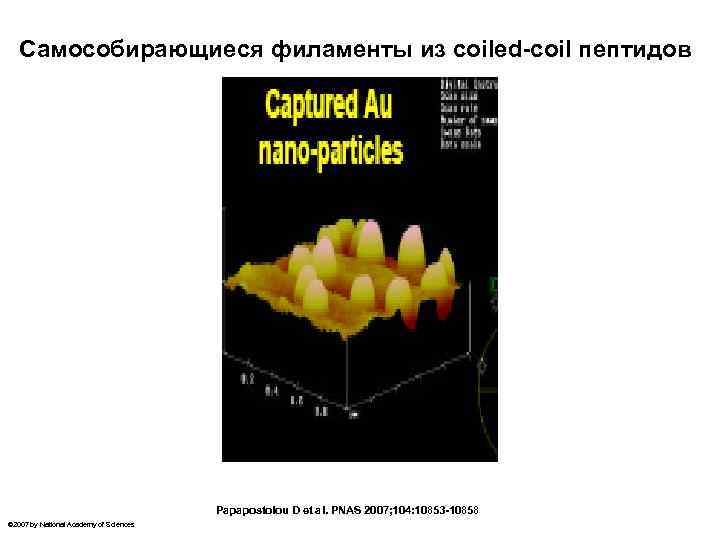 Самособирающиеся филаменты из сoiled-coil пептидов Papapostolou D et al. PNAS 2007; 104: 10853 -10858