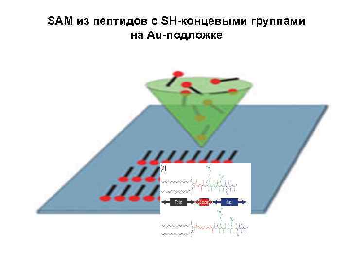 SAM из пептидов с SH-концевыми группами на Au-подложке 