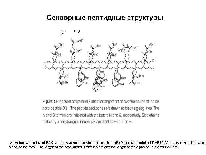 Сенсорные пептидные структуры β α (A) Molecular models of EAK 12 in beta-strand alpha-helical