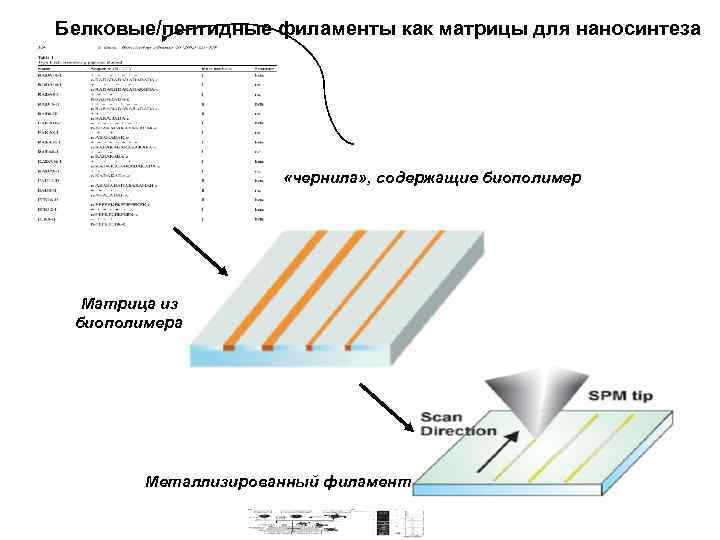 Белковые/пептидные филаменты как матрицы для наносинтеза «чернила» , содержащие биополимер Матрица из биополимера Металлизированный